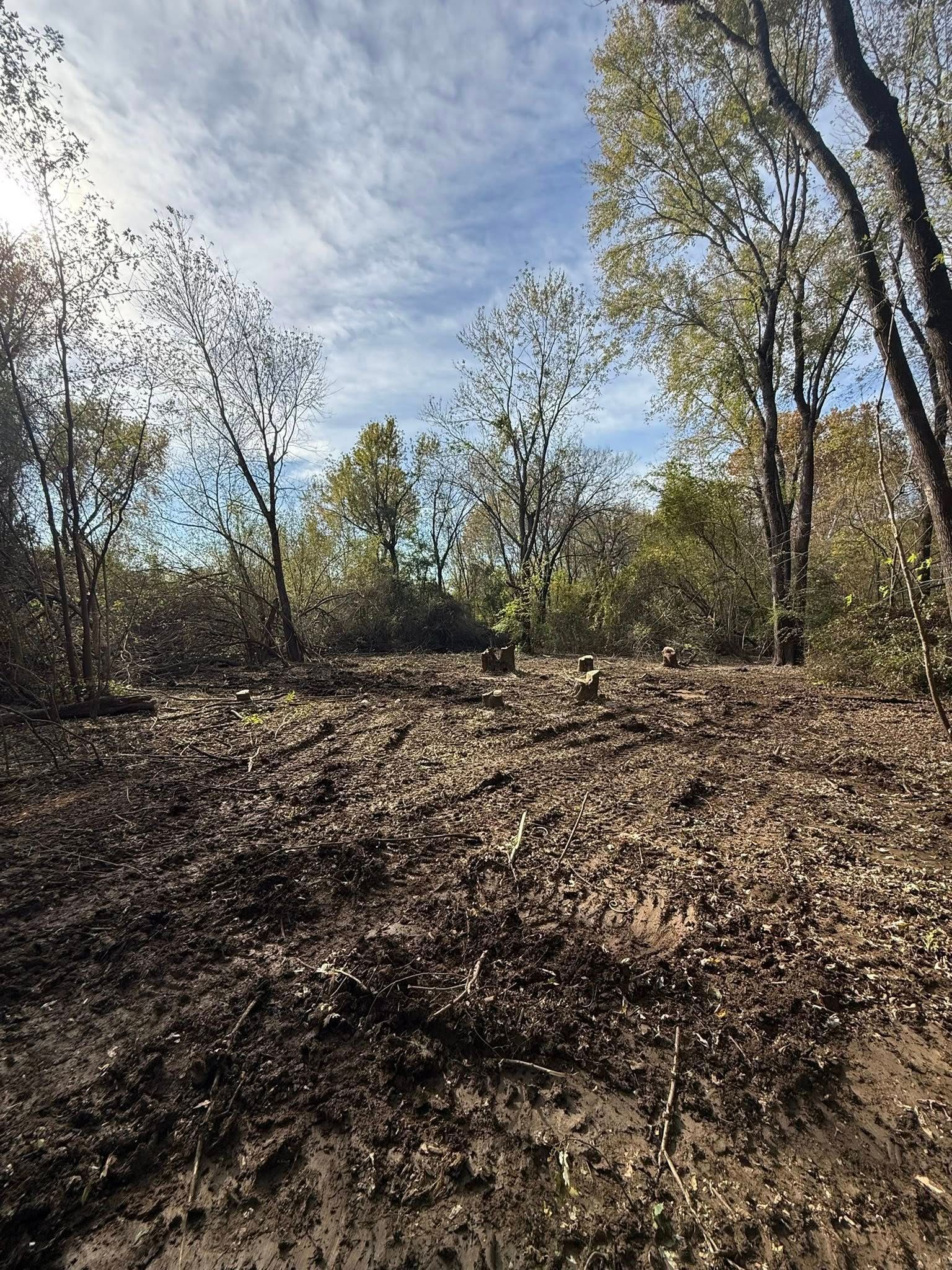 A sunlit, partially cleared patch of woodland covered in fallen brown leaves under a bright, partly cloudy sky.