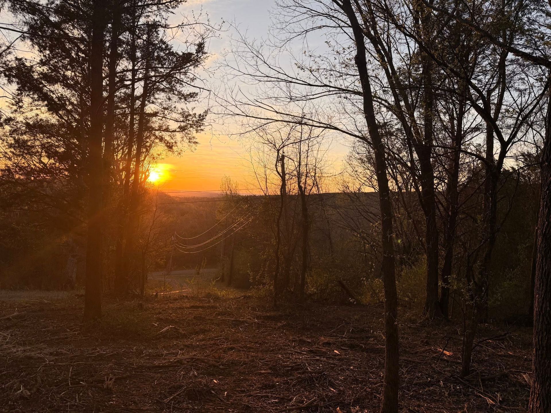 A golden sunset glows behind a silhouetted forest of trees with dry, fallen leaves covering the ground in the foreground.