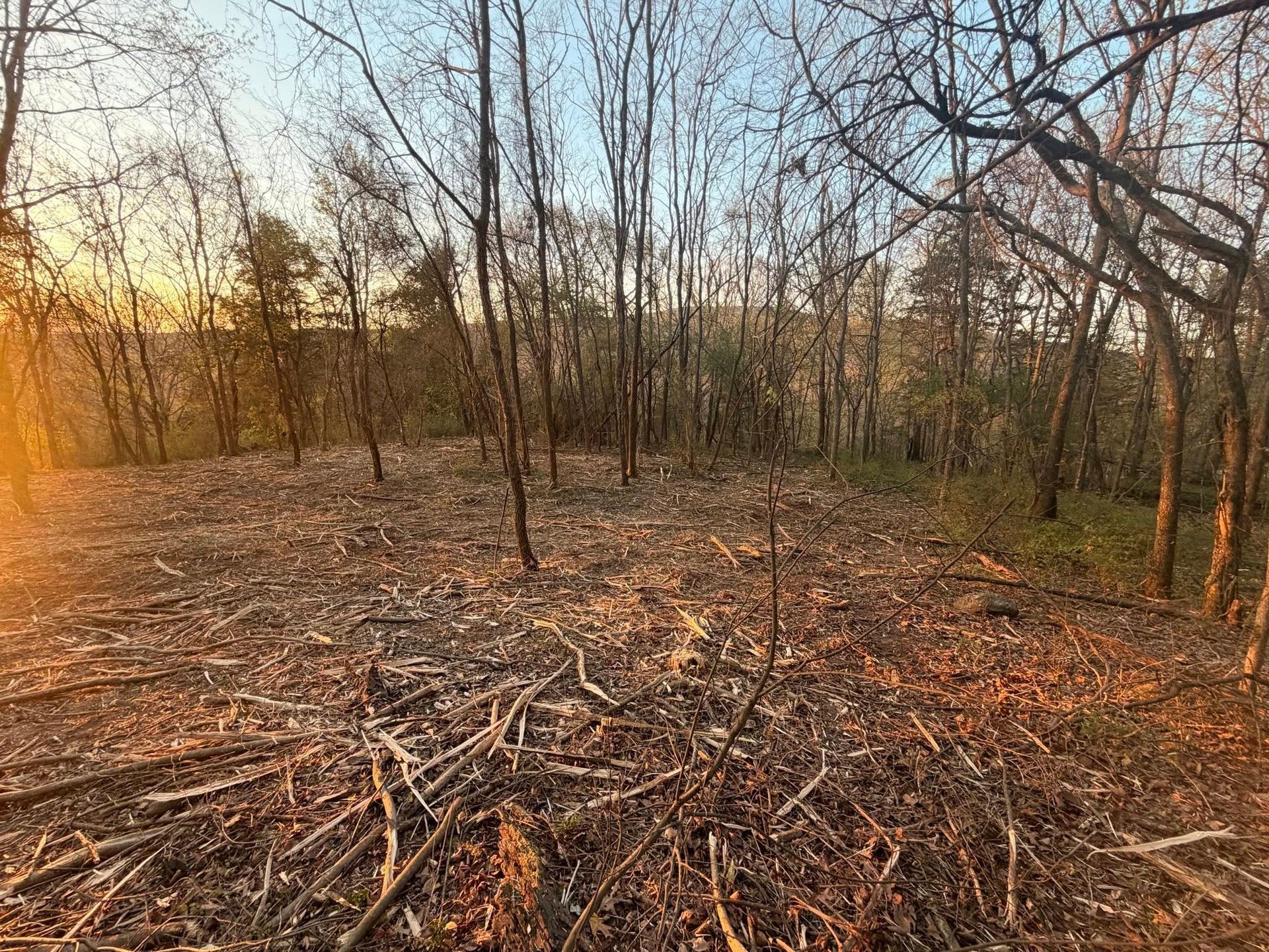 A forest clearing during golden hour, with bare trees, thin branches, and a ground covered in dry, scattered twigs.