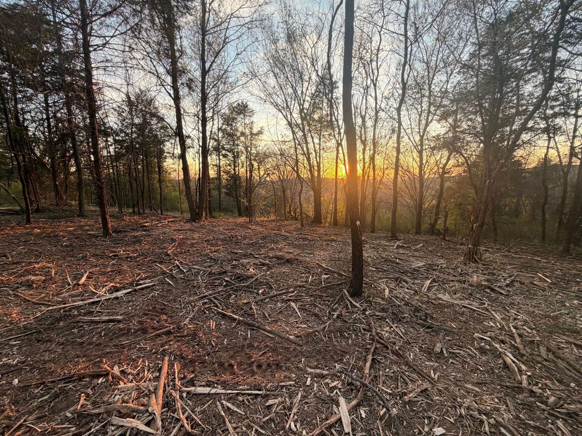 A sunset glows through silhouetted trees in a forest with a ground covered in dry leaves and fallen branches.