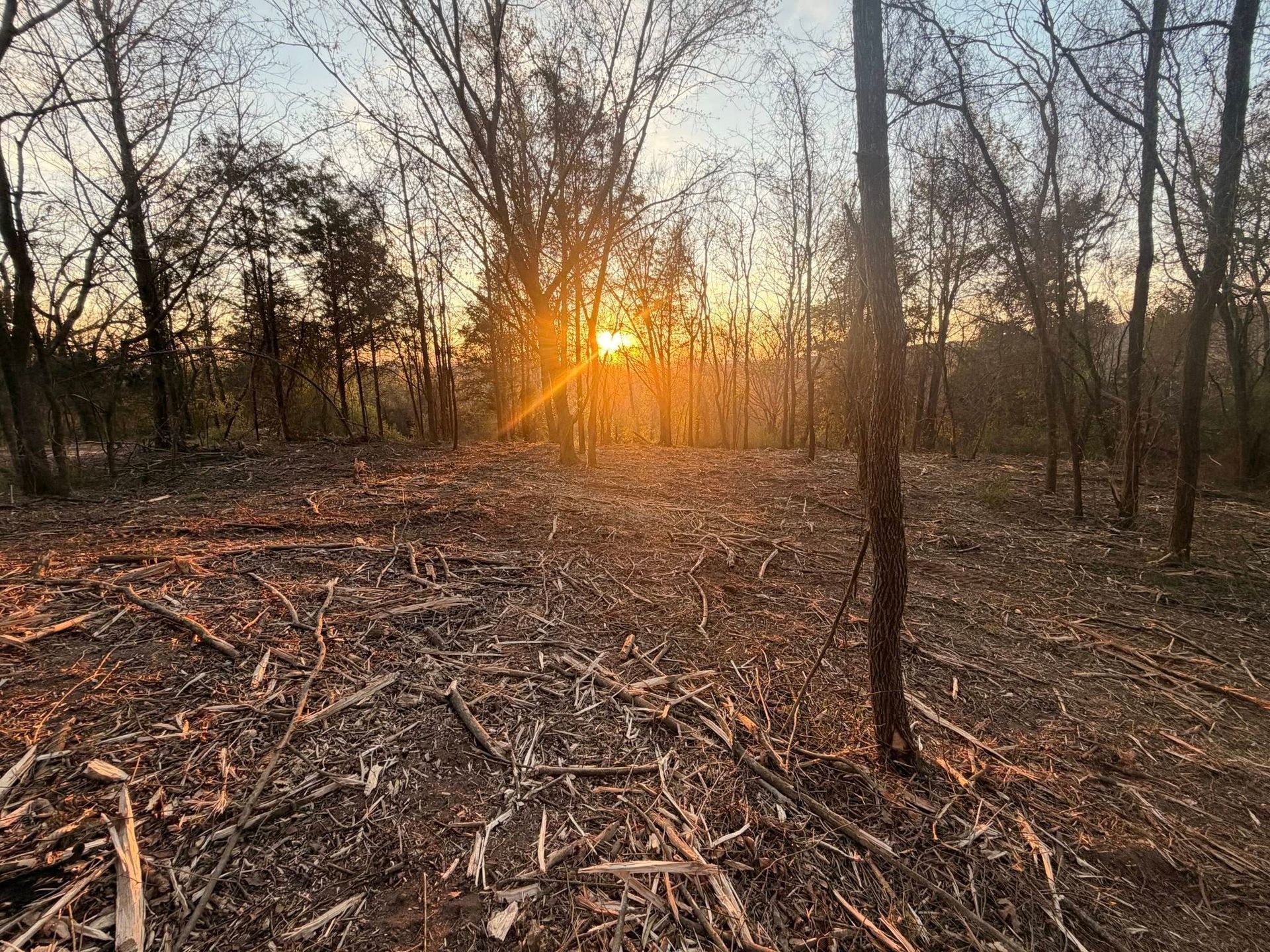 Golden sunset rays shine through bare trees over a forest floor covered in fallen branches and dry leaves.