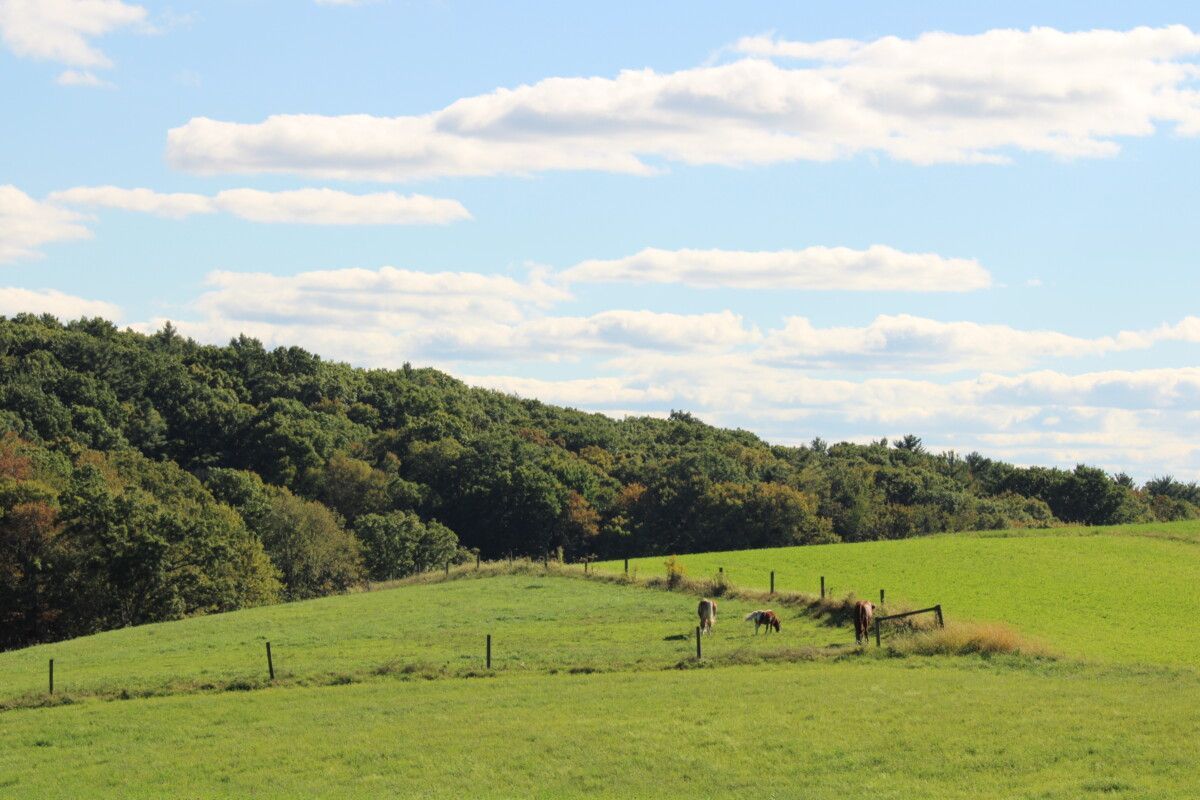 A lush green pasture with a split-rail fence leads to a dense forest under a bright blue sky with scattered clouds.