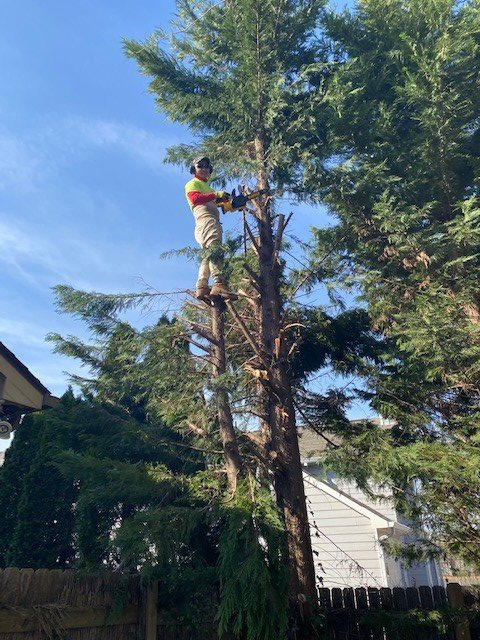 Cutting and Removing a Tree — Dacula, GA — Pablo’s Landscape Inc.