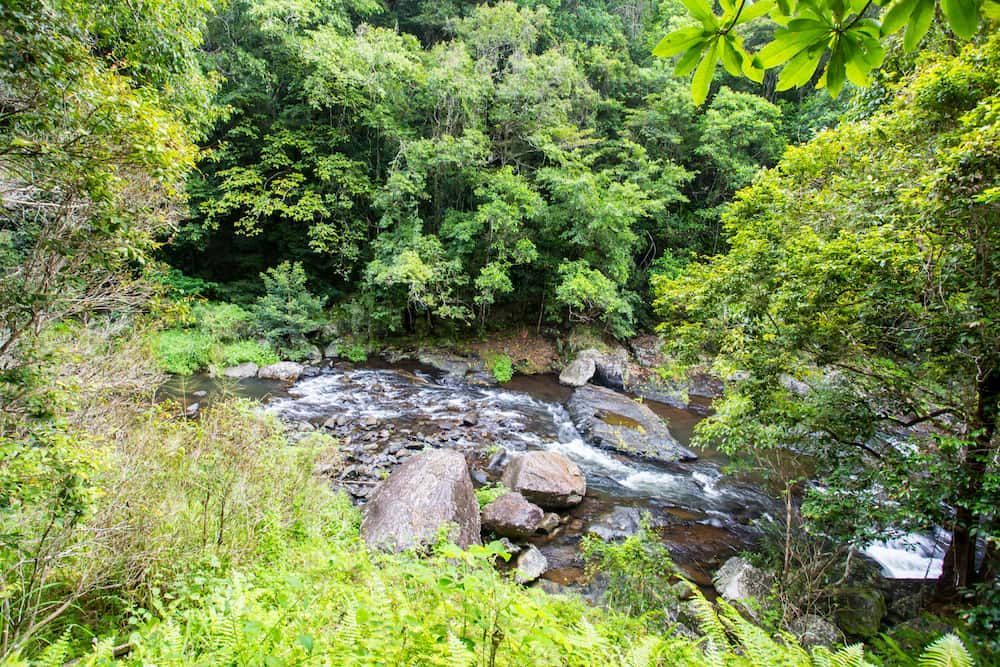 A Flowing River Snakes Through a Lush Green Forest, Viewed From Above — D & B Plumbing NQ in Redlynch, QLD