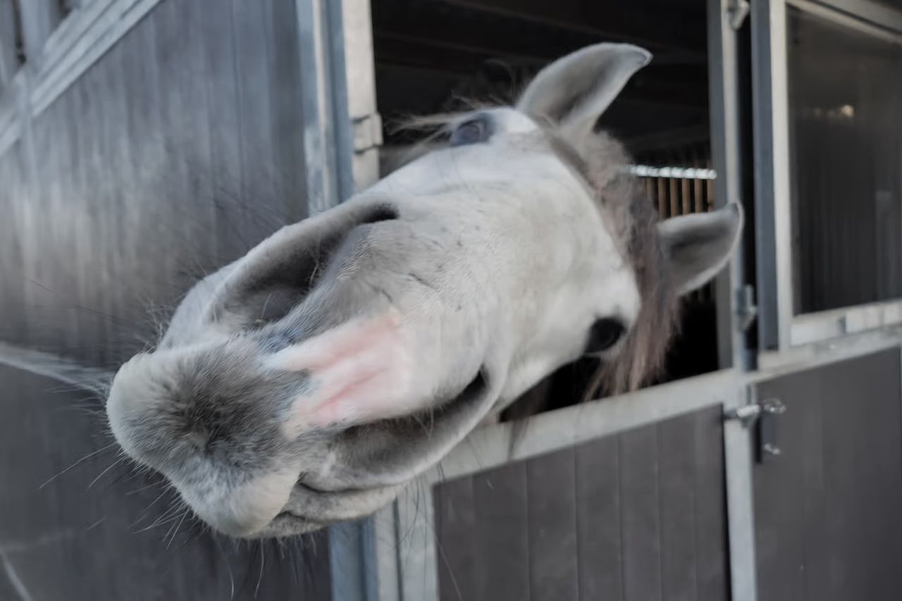Veel gestelde vragen