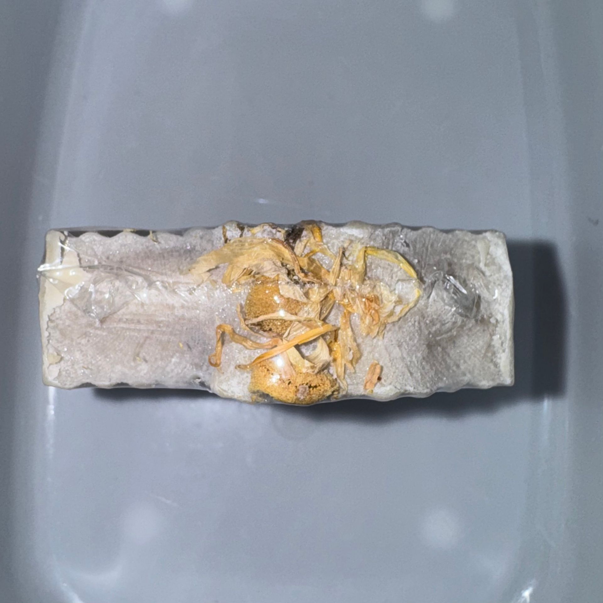 Bar de leche de cabra de Taylor