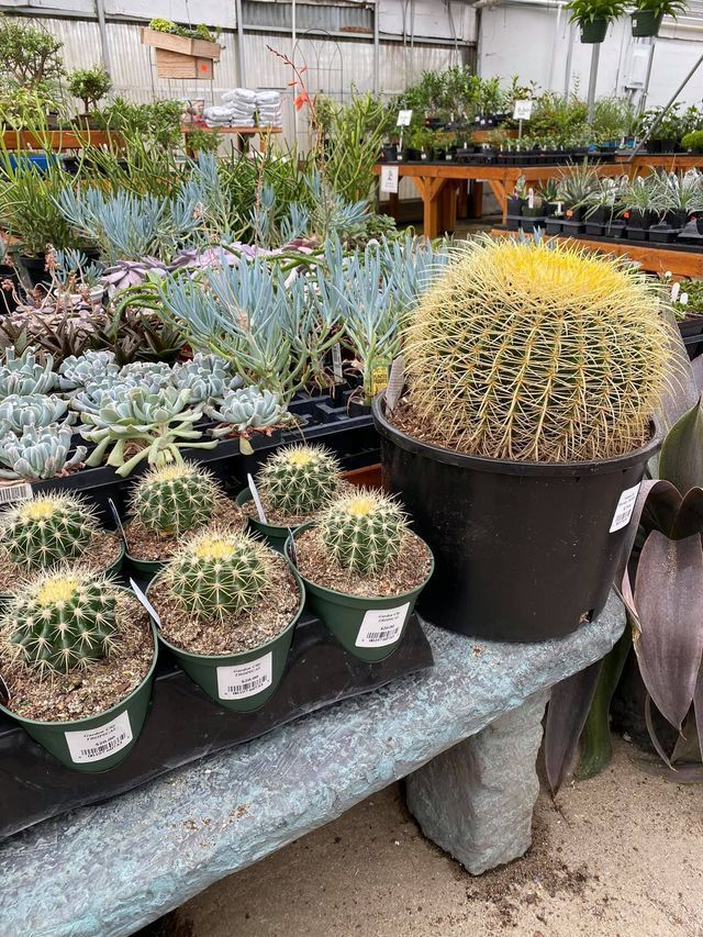 A Bunch of Potted Cactus Plants Are Sitting on A Table | Bentonville, AR | Bogle's Garden City