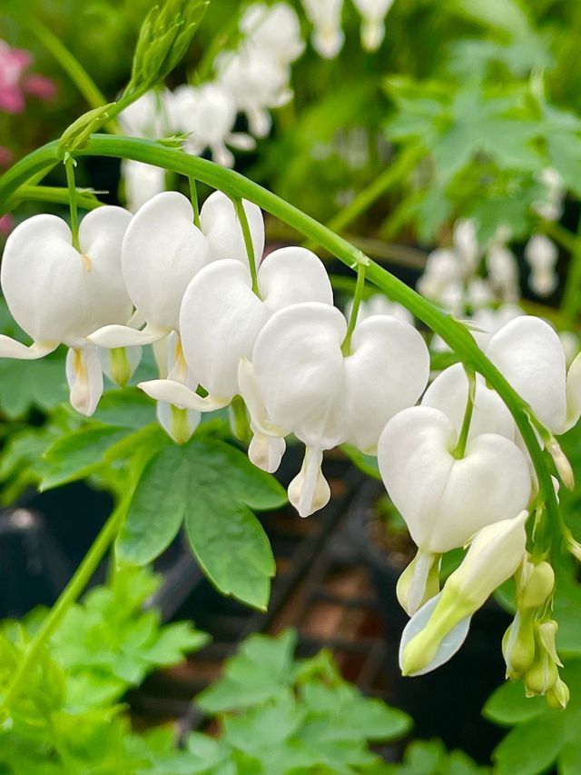 Bleeding Heart Flowers on A Plant | Bentonville, AR | Bogle's Garden City