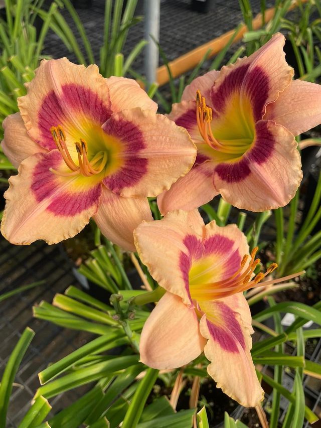 Three Pink and Purple Flowers with Yellow Centers Are Growing in A Greenhouse | Bentonville, AR | Bogle's Garden City