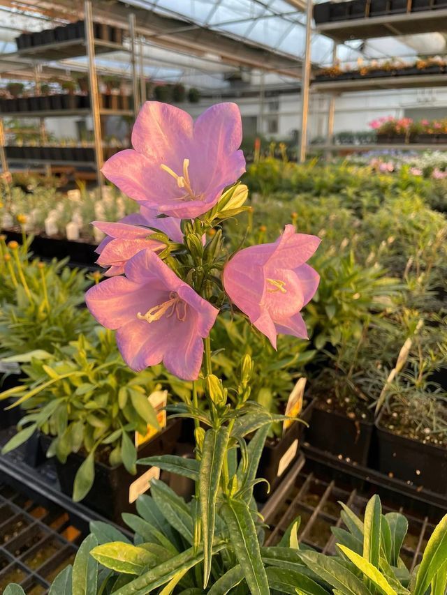 Purple Flower in A Greenhouse | Bentonville, AR | Bogle's Garden City