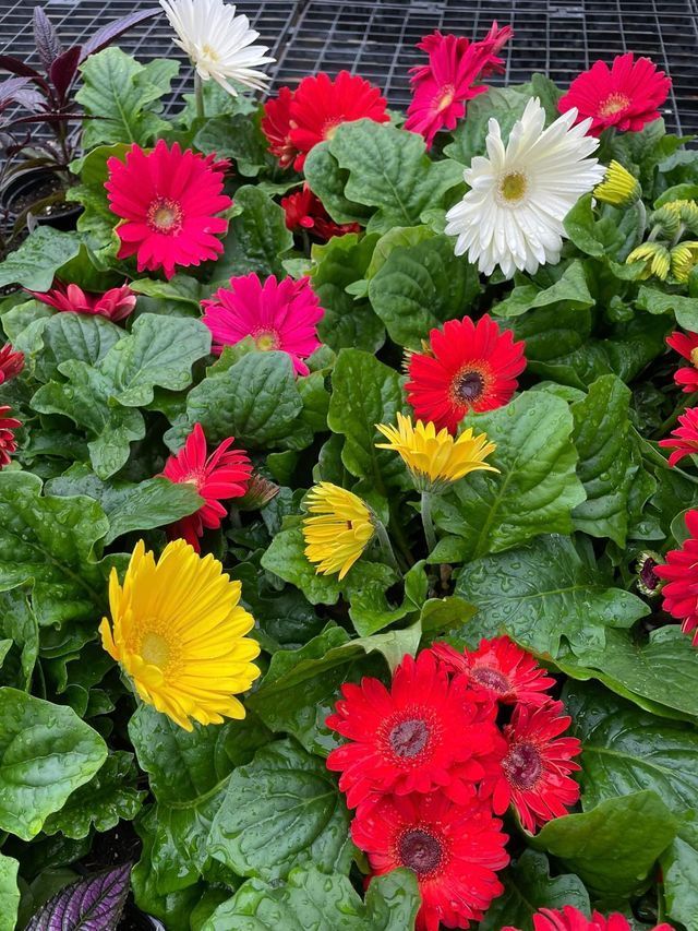 A Bunch of Different Colored Flowers Are Growing in A Garden | Bentonville, AR | Bogle's Garden City