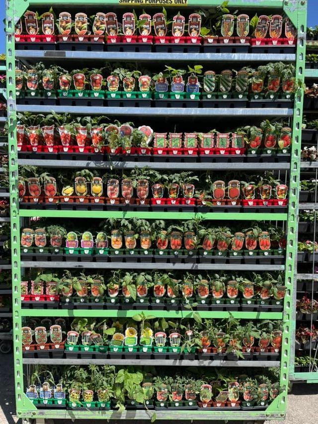 A Green Shelf Filled with Lots of Potted Plants | Bentonville, AR | Bogle's Garden City