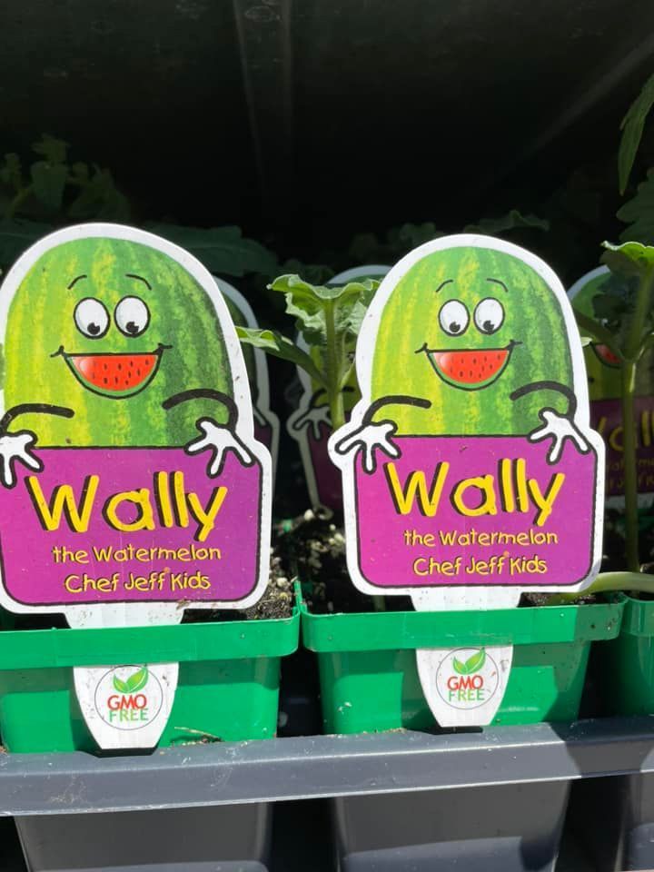 Two Potted Watermelons with Cartoon Faces on Them Are Sitting on A Shelf | Bentonville, AR | Bogle's Garden City