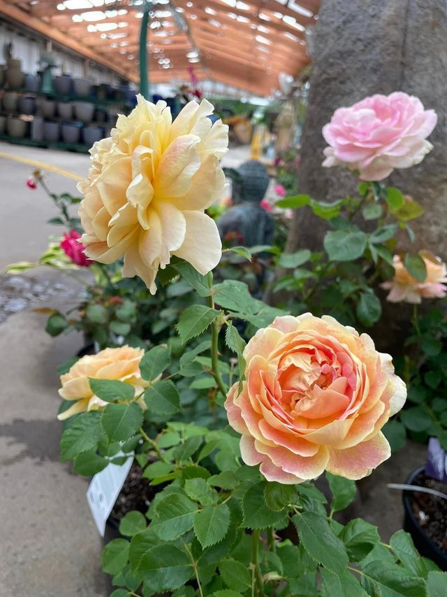 A Bunch of Roses Are Growing in A Garden | Bentonville, AR | Bogle's Garden City