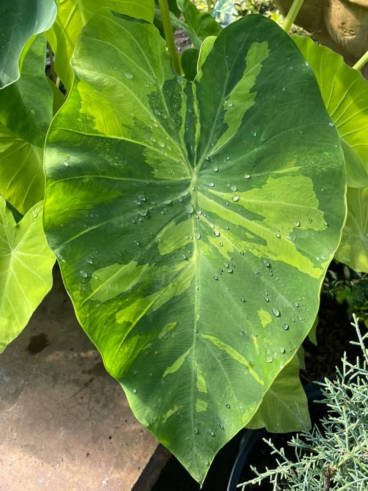 A Big Green and Yellow Leaf on A Plant | Bentonville, AR | Bogle's Garden City