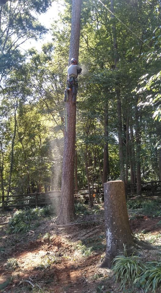 stump grinding waxhaw nc