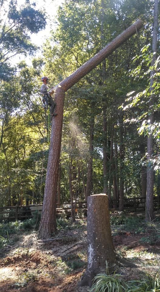 stump grinding services waxhaw nc