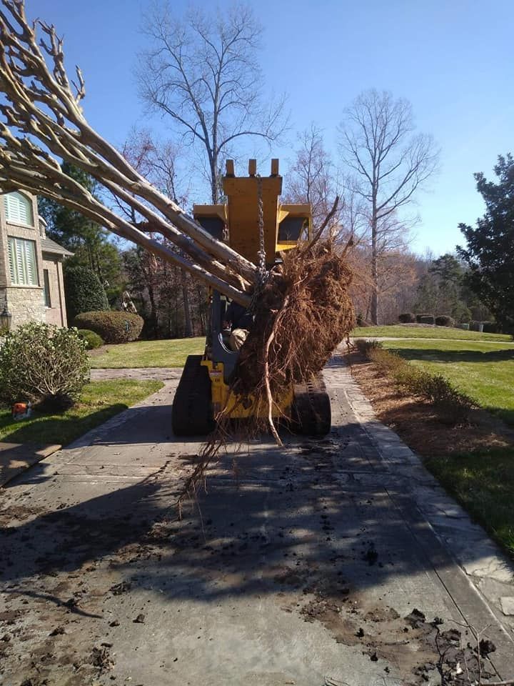 tree services near me tree services near me