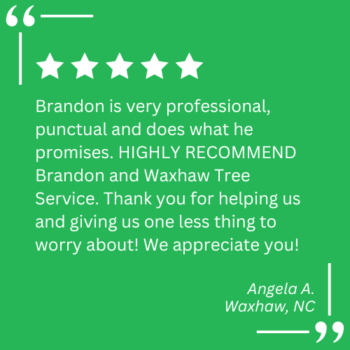 tree trimming company near me
