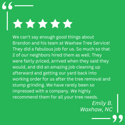 tree removal services near me
