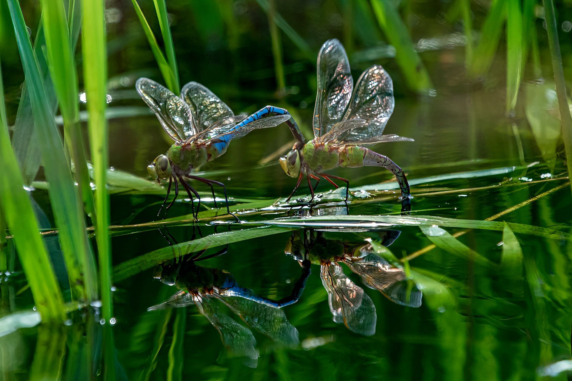Two dragonflies are sitting on a leaf in a pond.