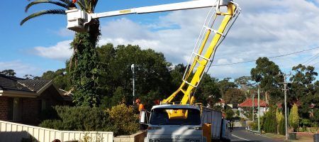 Tree Trimming — Rainbow Flat, NSW — Tree Solutions NSW