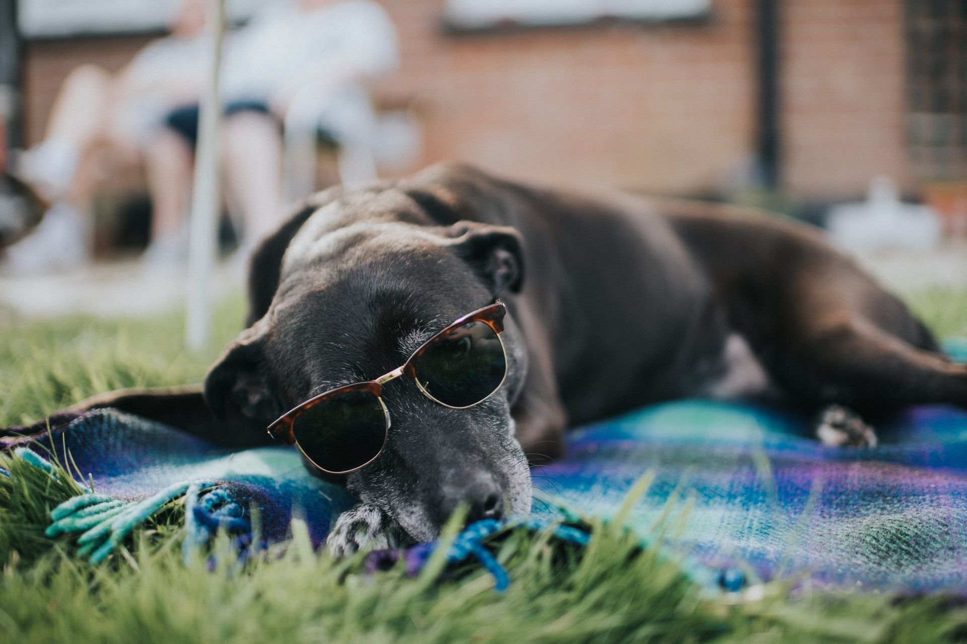 Photo of dog laying on blanket on grass wearing sunglasses