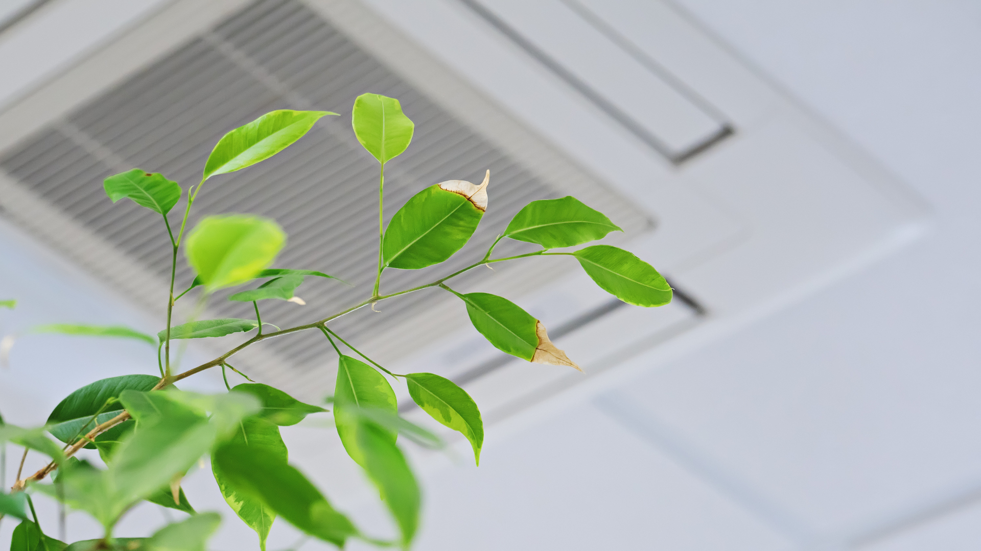 A plant with green leaves is growing under a ceiling fan.