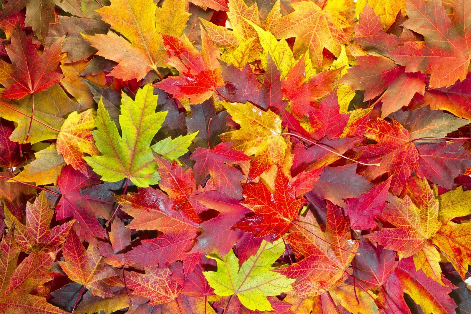 Colorful autumn leaves in red, yellow, and green, covering a surface.