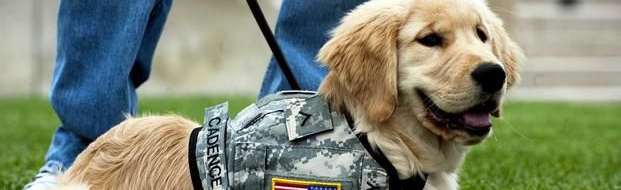 Golden retriever in a gray harness sitting outdoors beside a person in jeans.