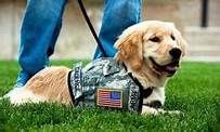 A person is walking a puppy wearing a military uniform.