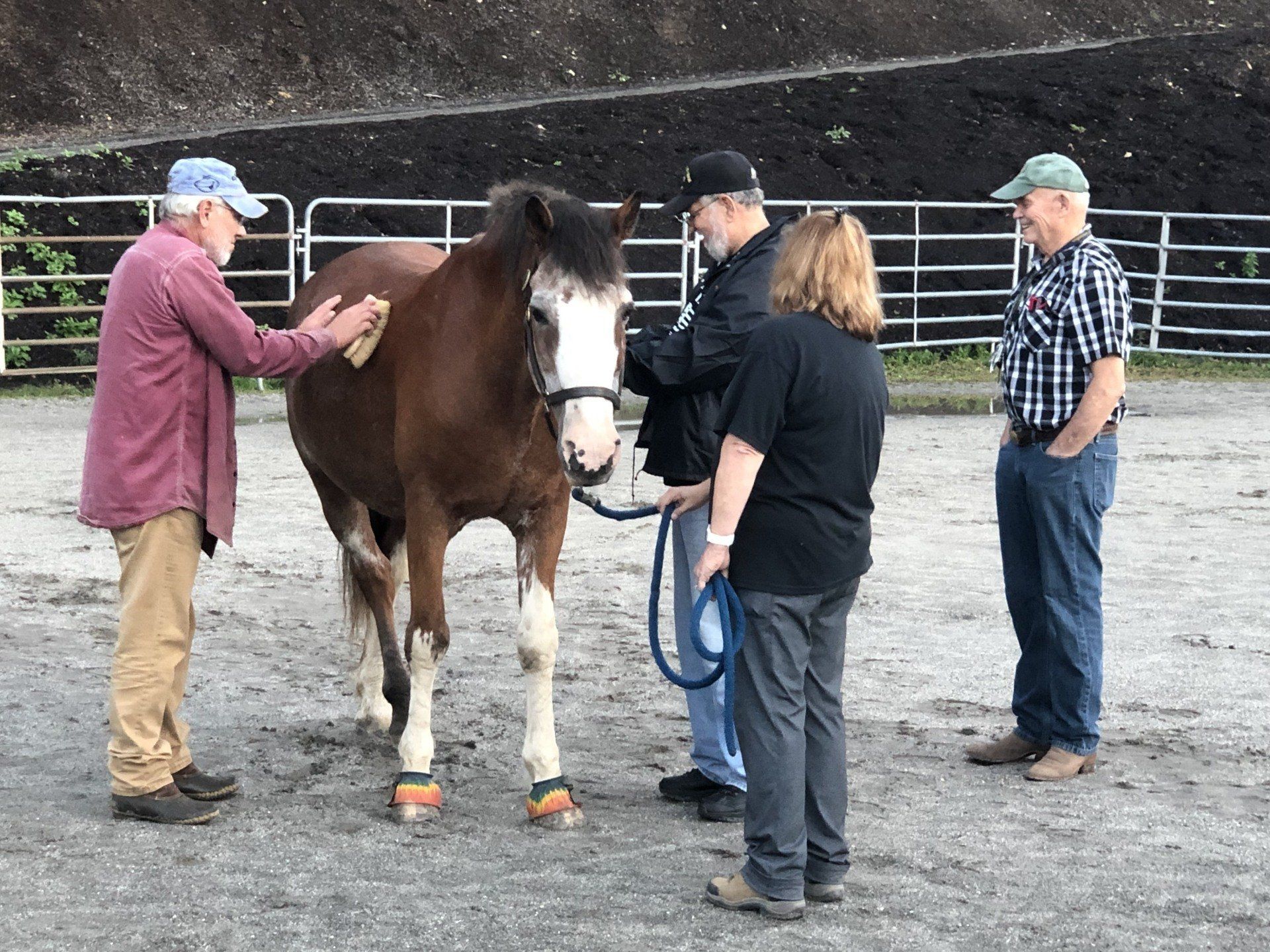 A group of people standing around a brown horse