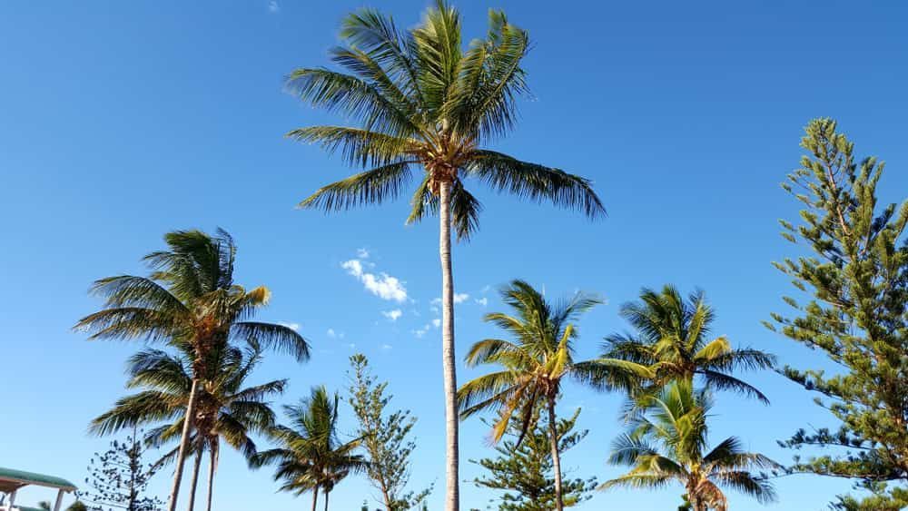 A Row Of Palm Trees Against A Blue Sky — Regal's Dental In Emu Park, QLD