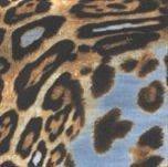 Transfer Papers — Leopard in Dallas, TX
