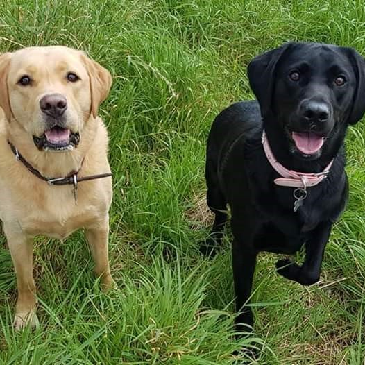 Dog at the groomer's hands with comb