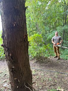 View from inside a skid steer operating on a brick path, trees in the background.