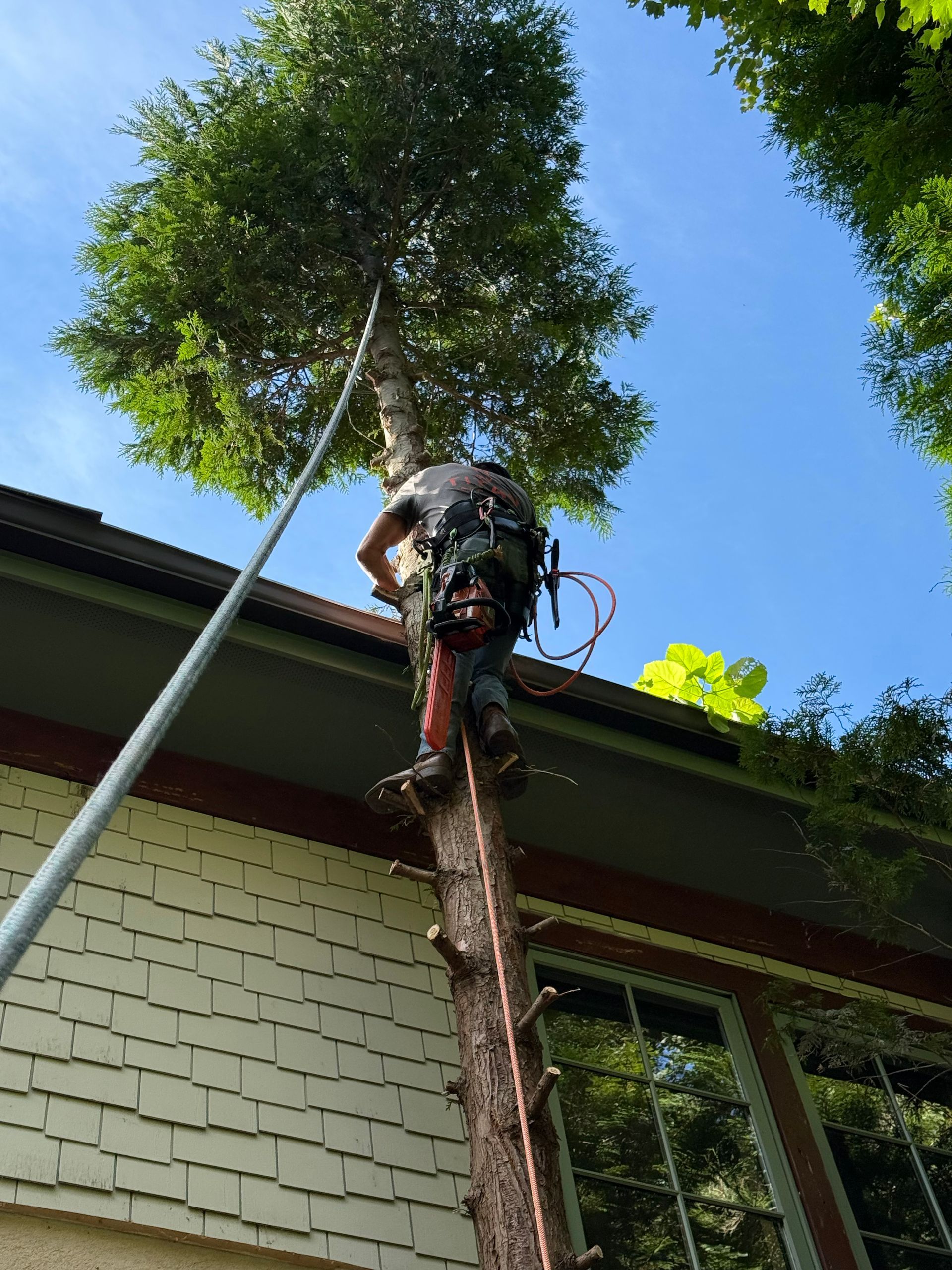 Arborist in harness, trimming a tree next to a house under a blue sky.