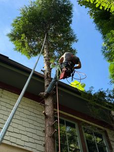Arborist in a tree, trimming branches near a house. Blue sky, climbing gear, and rope visible.