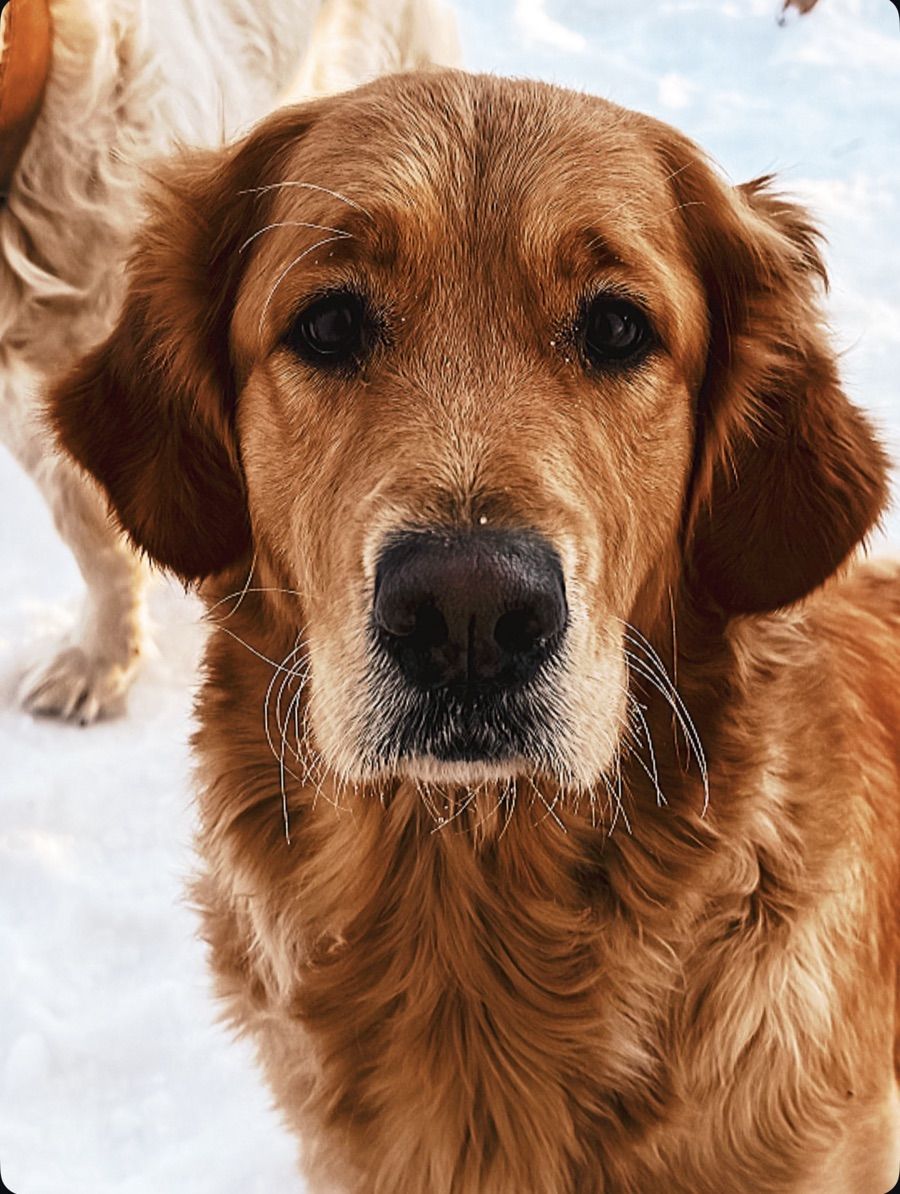 A close up of Ginger - a golden retriever