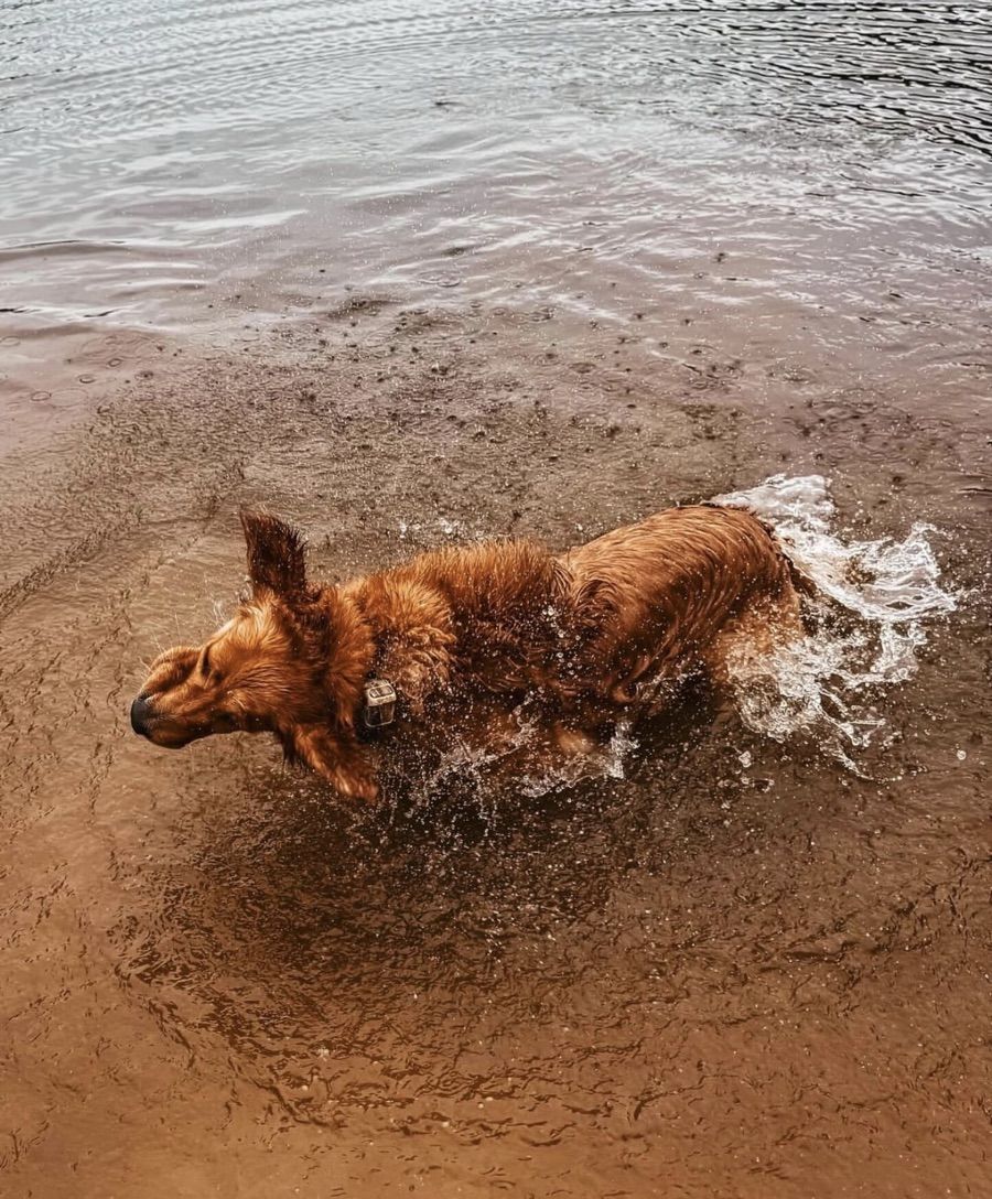 Ginger - a golden retriever