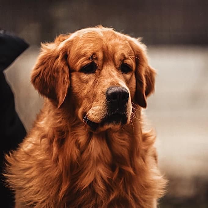 Jack (stud) golden retriever