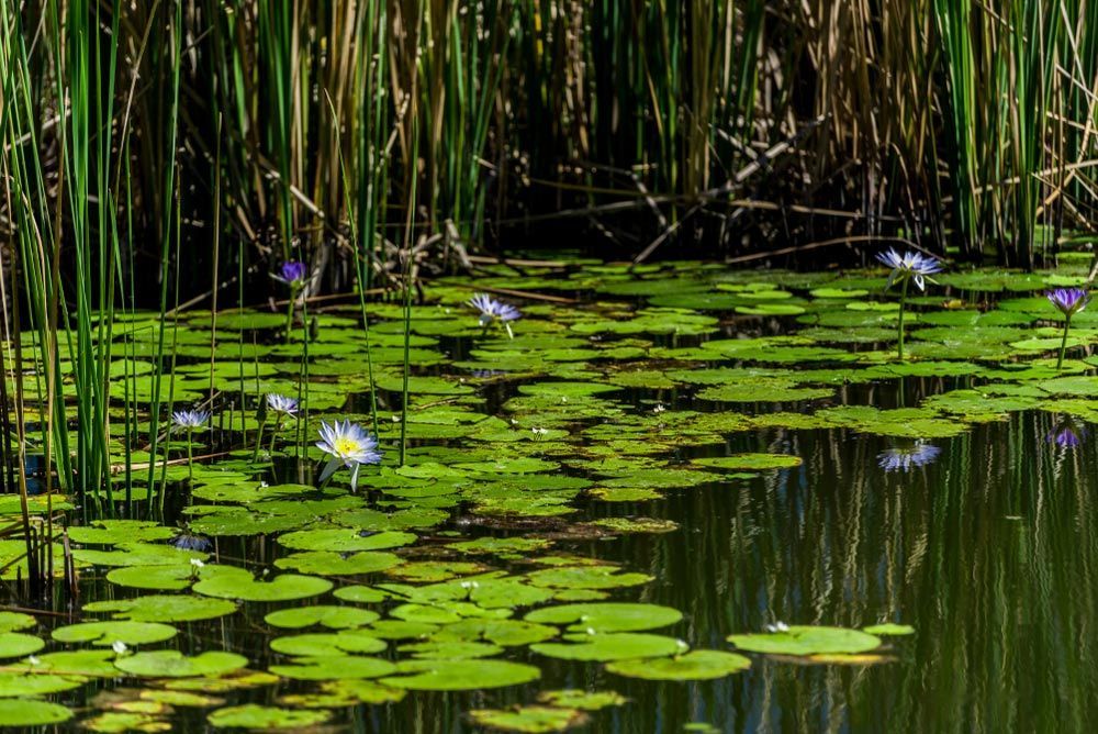 Water Lilies Floating Gracefully on the Pond's Surface — Learn to Live in Burdell, QLD