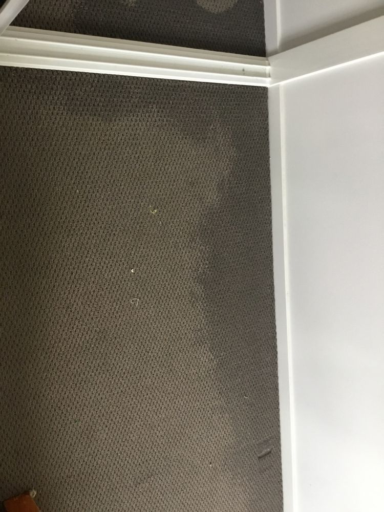 Gray carpet with a lighter patch, white trim along the wall.