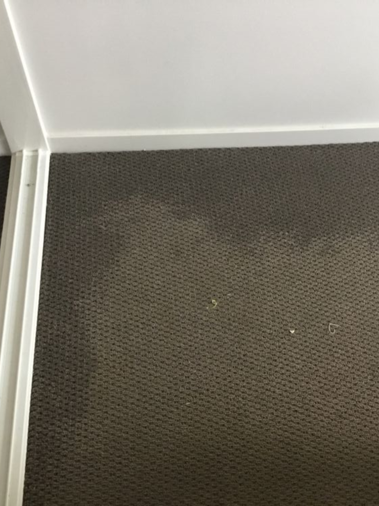 Gray carpet with a lighter patch, white trim along the wall.