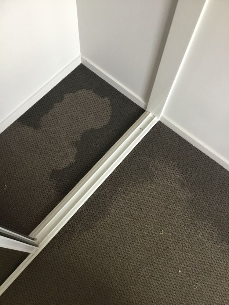 Water stain on brown carpet in a corner, next to white door frame and walls.