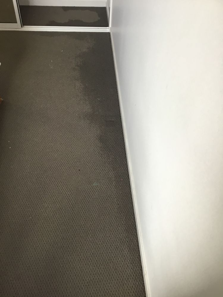 Water-damaged brown carpet next to a white wall in a room; water visible in the corner by the doorway.