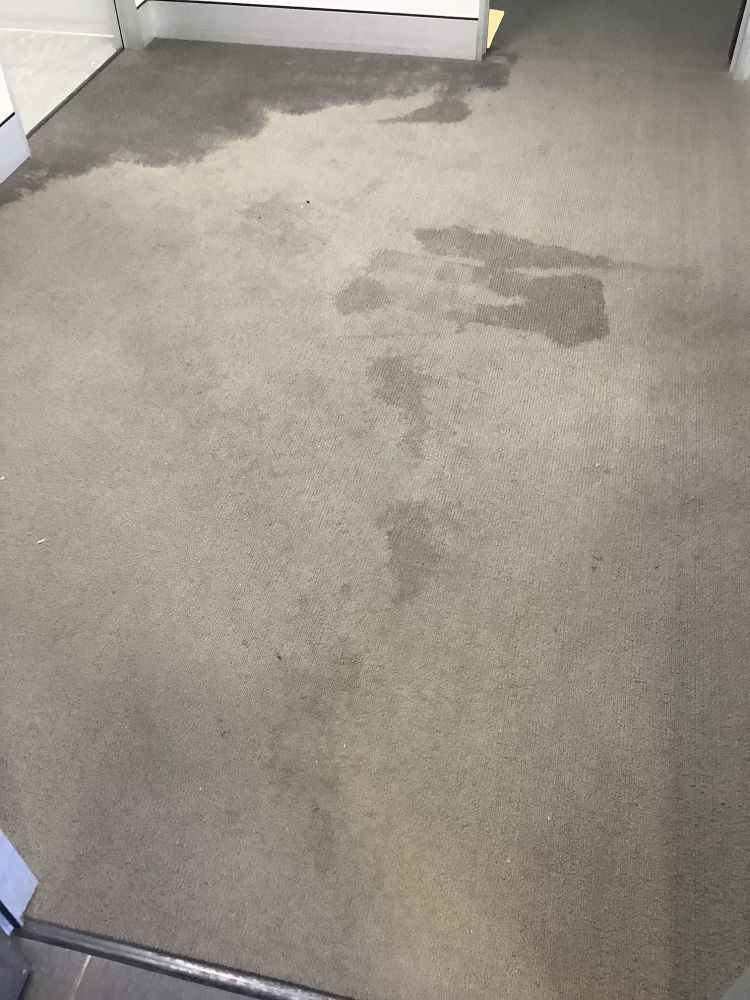 Wet carpet with visible water damage, staining the light gray fibers.