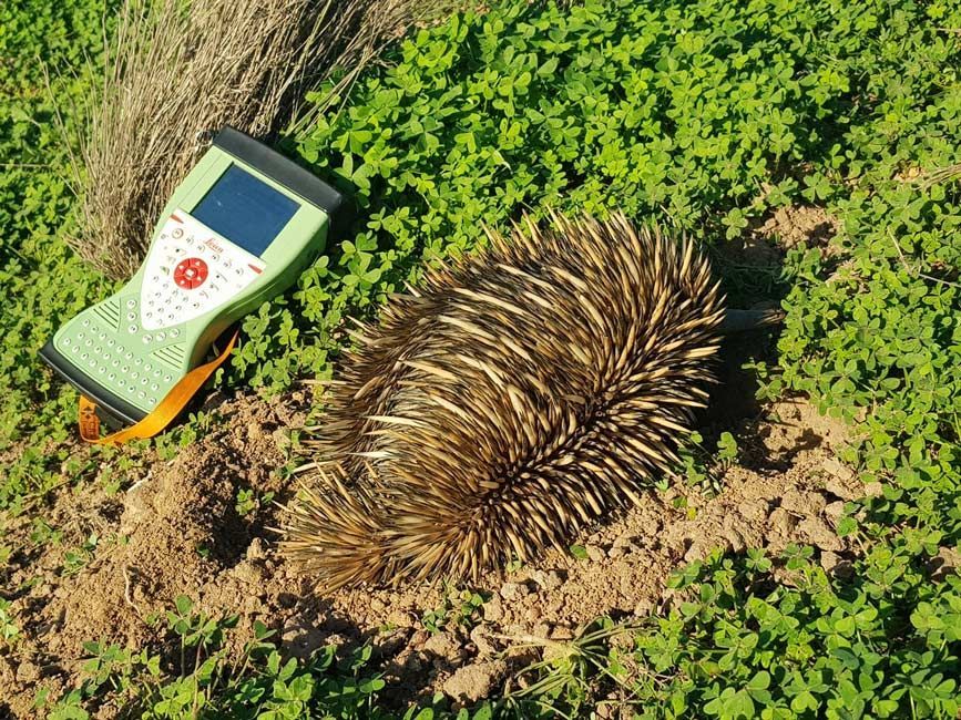 Hedgehog Laying On The Ground Next To A Green Device — Surveyor In Condobolin, NSW