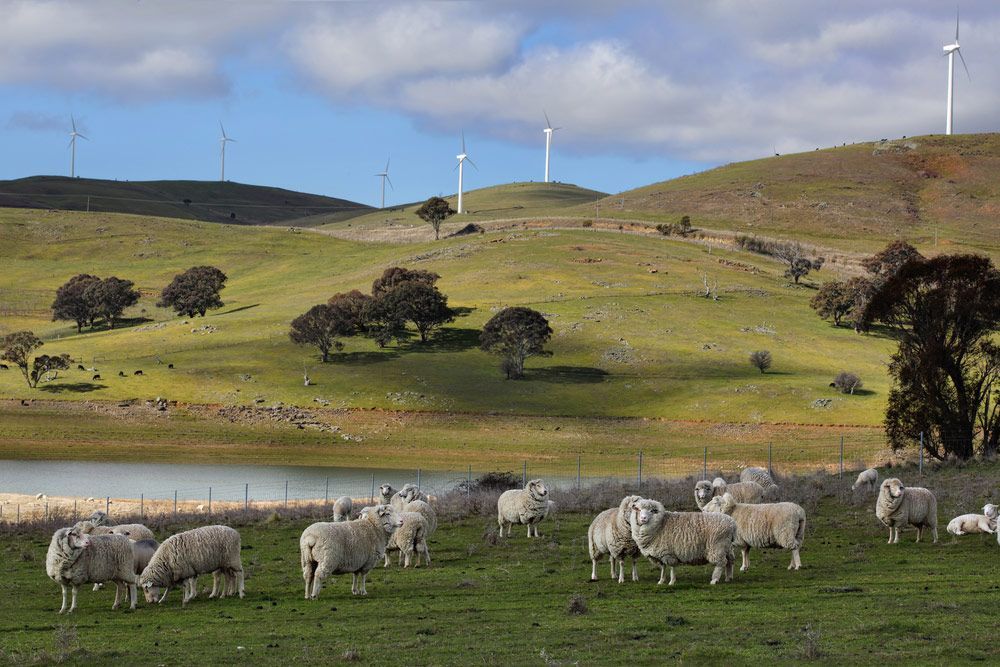 Herd Of Sheep Grazing In A Field with Wind Mills on Hills in Background — Surveyor In Blayney, NSW