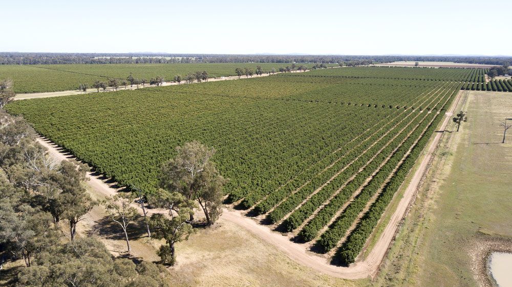 Aerial View Of A Lush Green Field — Surveyor In Forbes, NSW